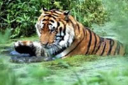 瀋陽森林野生動物園