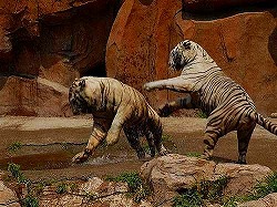 氷川動物楽園(瀋陽市森林野生動物園)