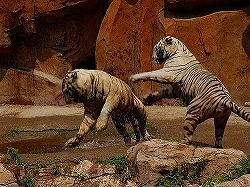 氷川動物楽園（瀋陽市森林野生動物園）