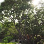 中山公園ガジュマルの木