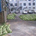 中国瀋陽の冬支度『至る所に白菜や葱』