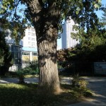 瀋陽の街路樹