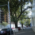 街路樹が白く塗られている