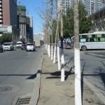 街路樹が白く塗られている