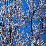 春の訪れと、春風のいたずら！