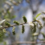 春の瀋陽（沈阳）名物「白い綿」